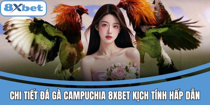 Chi tiết đá gà Campuchia 8xbet kịch tính hấp dẫn