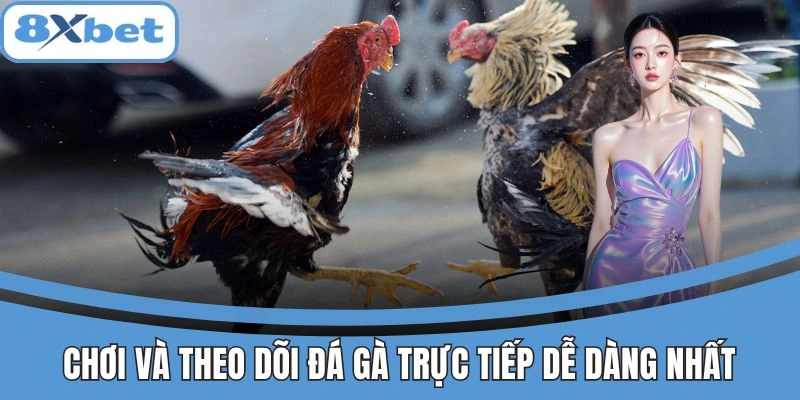 Chơi và theo dõi đá gà trực tiếp dễ dàng tại 8xbet