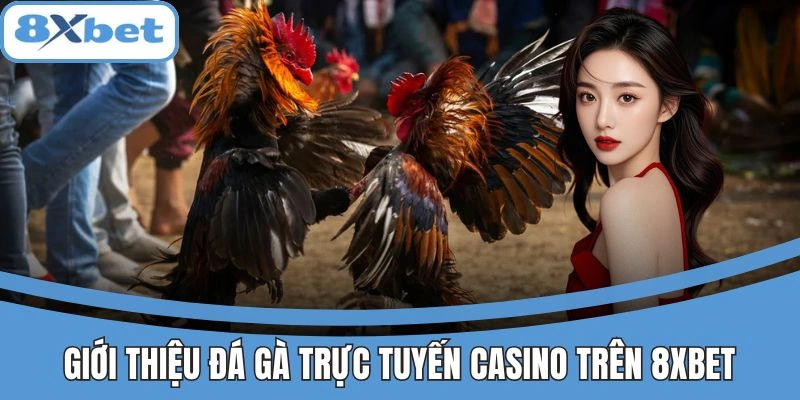 Đá Gà Trực Tiếp Casino 8xbet Mãn Nhãn, Nhận Thưởng Khủng 2 Giới thiệu đá gà trực tuyến casino trên 8xbet