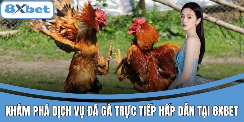 Dịch vụ đá gà trực tiếp 8xbet hấp dẫn, chất lượng cao