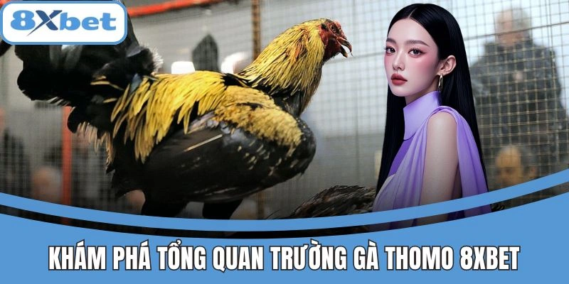 Khám phá tổng quan trường gà Thomo 8xbet hàng đầu