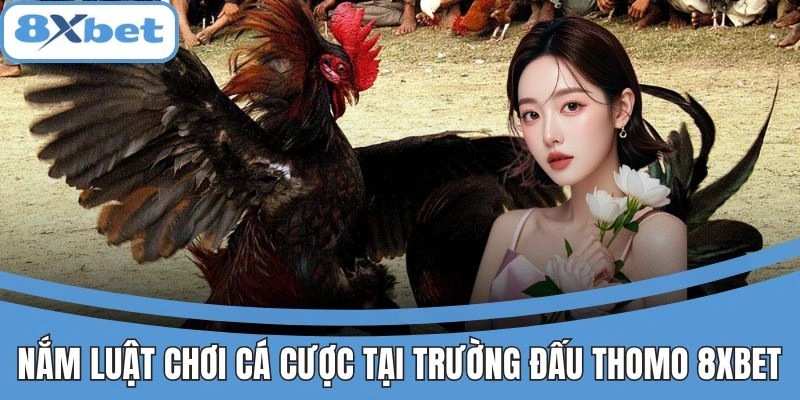 Nắm rõ luật chơi cá cược tại trường đấu Thomo 8xbet
