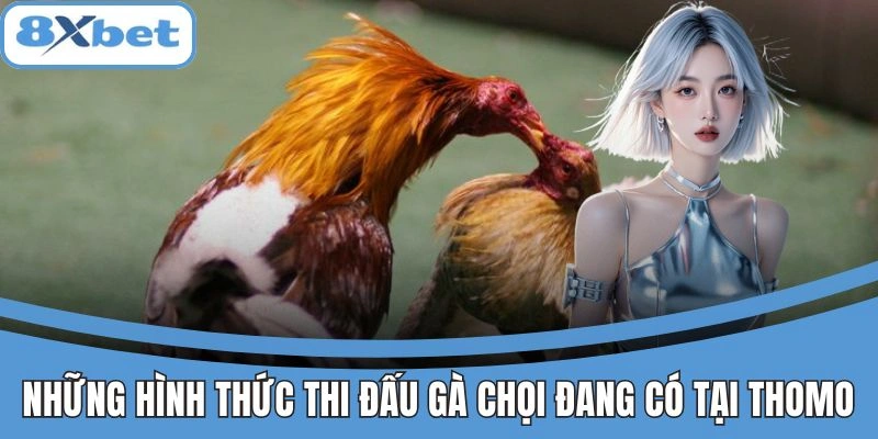 Những hình thức thi đấu gà chọi đang có tại Thomo