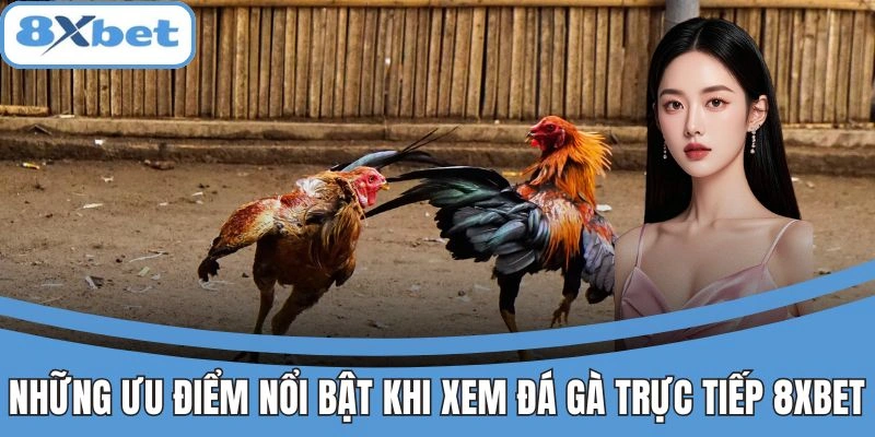Ưu điểm nổi bật khi xem đá gà trực tiếp tại 8xbet