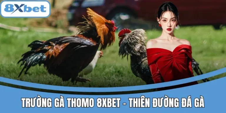 Trường Gà thomo 8xbet - Thiên Đường Đá Gà Đông Nam Á 6 Trường Gà Thomo 8xbet - Thiên đường đá gà Đông Nam Á